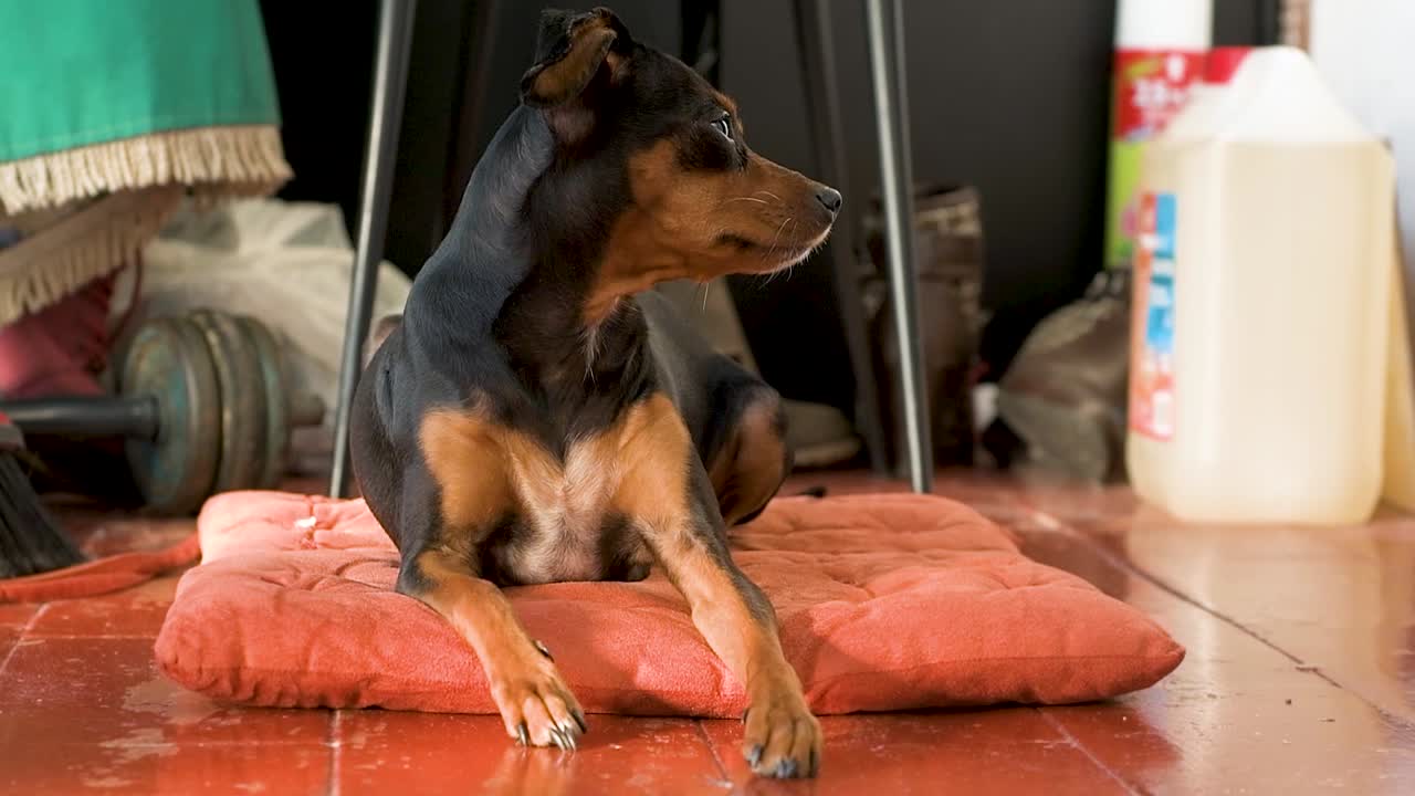 Small black dog lying on cushion at home looking to the right. Chihuahua lying on cushion. Dog lying on cushion.