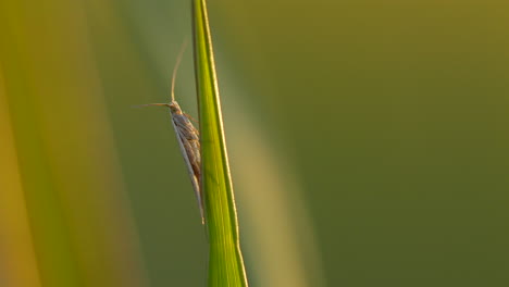 Saltamontes-Majestuoso-Con-Antena-Descansando-Sobre-Una-Planta-Verde-Durante-La-Puesta-De-Sol-Dorada-Al-Aire-Libre,-De-Cerca