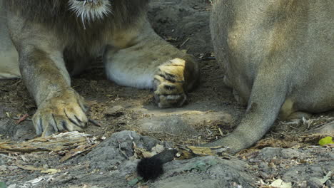 detalle de las patas y la cola de dos leones descansando en la sombra