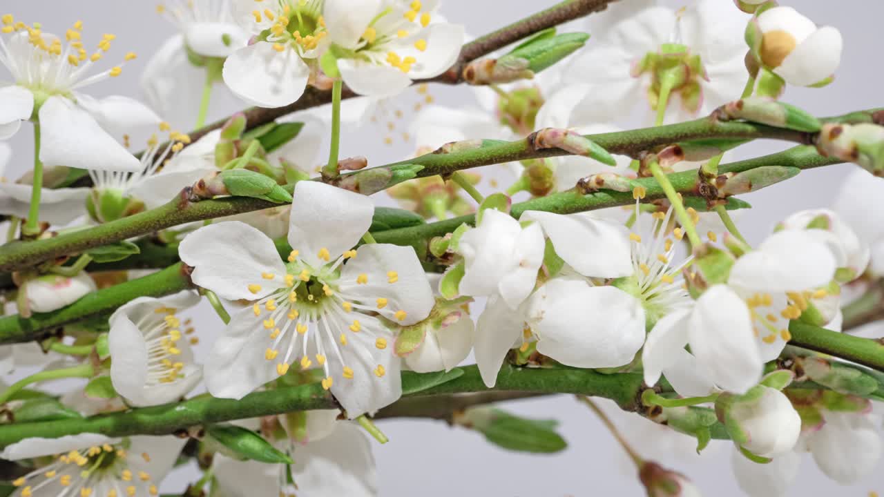 색 배경 에 꽃 을 피우는 사과 나무