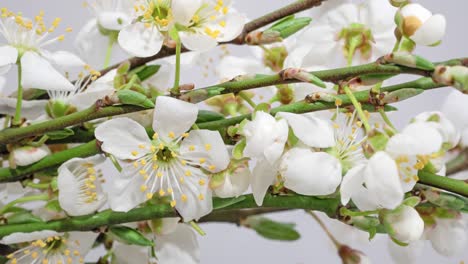 el lapso de tiempo las flores de los manzanos florecen sobre un fondo blanco