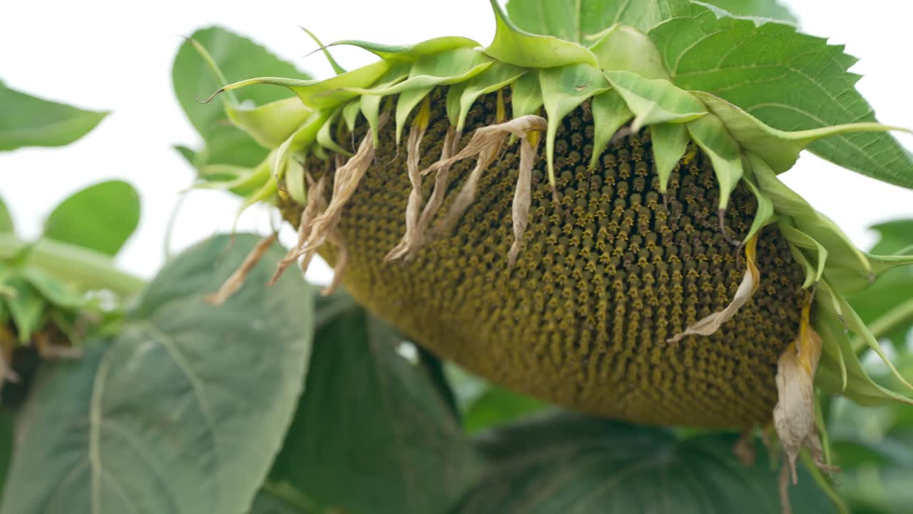 Sunflower Field on a cloudy Summer Day in Europe, farming sun flower, close-up, flower, agriculture, seeds, 4k, black seeds, sunflower