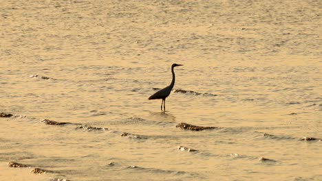 a heron walks along the beach at sunset