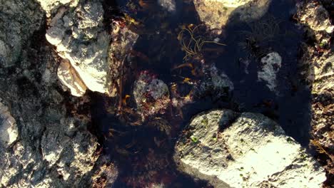 Aerial-overhead-closeup-view-of-natural-shallow-rock-pool-with-flowing-seaweeds-at-low-tide