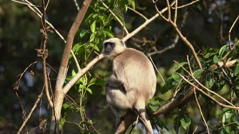 a gray langur sitting on a branch in the jungle and having something to eat