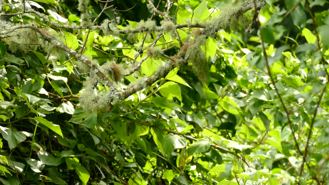 Great Kiskadee bird walks on a branch looking for food