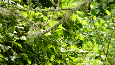 Great-Kiskadee-bird-walks-on-a-branch-looking-for-food