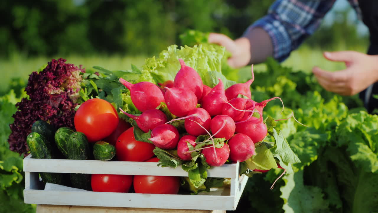 농부는 자신의 정원에서 전경에 있는 상자에서 야채를 수확합니다.