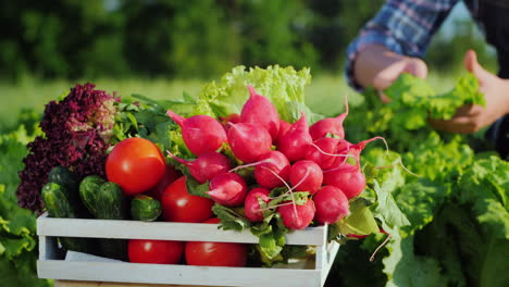 un agricultor cosecha verduras en su jardín una caja en primer plano