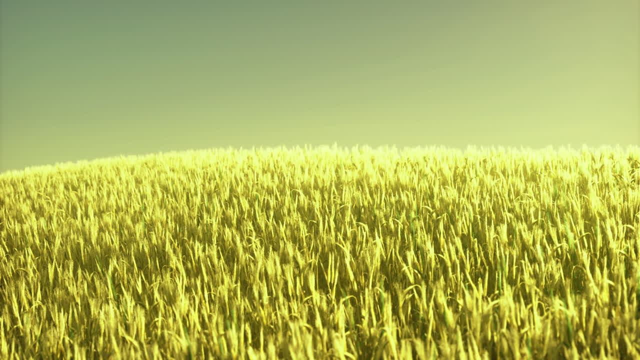 Golden wheat field under clear sky during sunset glow
