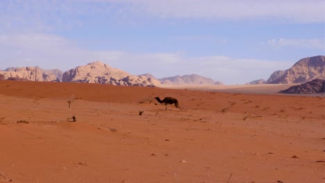 Arabisches-Kamel,-Das-Durch-Sanddünen-In-Der-Weiten,-Abgelegenen-Wildnis-Der-Wadi-Rum-Wüste-In-Jordanien-Im-Nahen-Osten-Spaziert