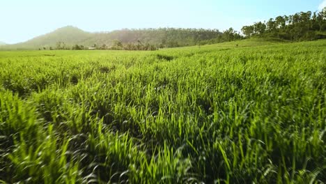 Flying-low-over-sugarcane-fields