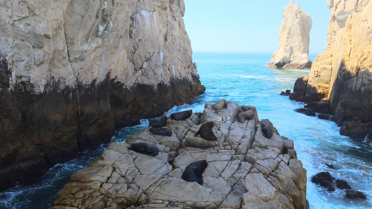 seals de tierra descansando en una roca en los cabos, bc, méxico, hermosa vida marina