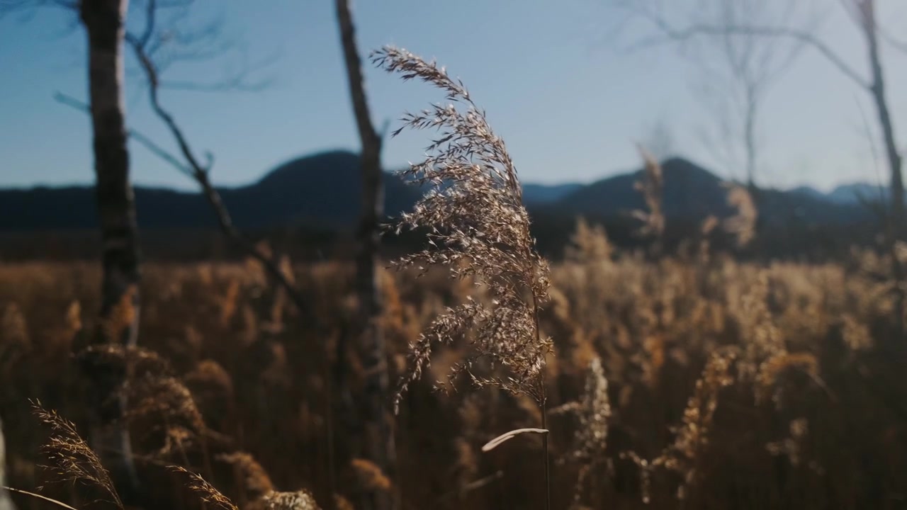 Primo piano di erba secca che si muove nel vento con montagne sullo sfondo sotto la calda luce del sole, creando un'atmosfera calma e naturale