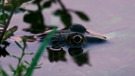 close up, golden frog with it's eyes peaking out of the water, watching and waiting