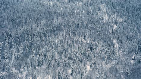 beautiful snow scene forest in winter. flying over of pine trees covered with snow.