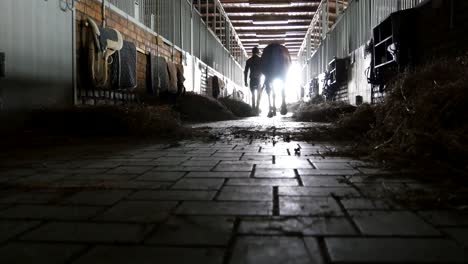 young jockey is walking with a horse out of a stable. man leading horse out of stable. male silhouette with stallion. rear back view. love for animal. beautiful background. steadicam shot