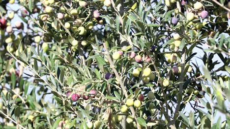 olives, olivier, branche d'olive, fruit, vert, maturation, olives vertes, olives noires, récolte, méditerranéen, feuilles, branche, feuilles vertes, feuilles noires, lumière du soleil, ombres