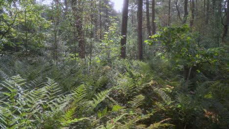 Ancient-English-woodland-with-gentle-breeze,-slow-pan-reveal-on-bright-summer-day