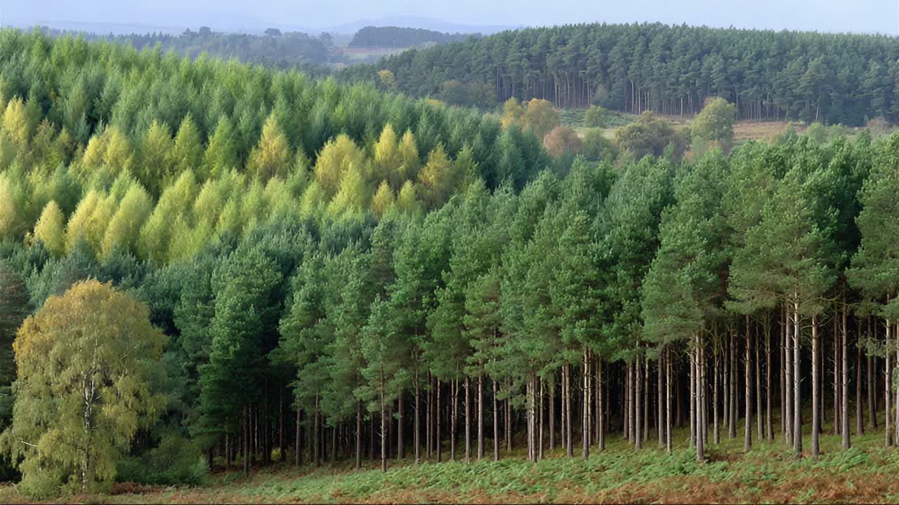 A Lush Landscape of Vibrant Trees Shows a Seamless Transition of Color from Rich Greens to Warm Yellows in the Forested Hills, Capturing Nature's Beauty and Diversity