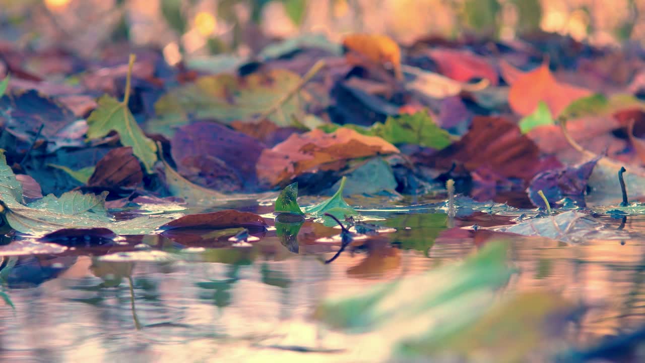 Colorful chestnut, beech, maple and oak tree leaves in a puddle in autumn