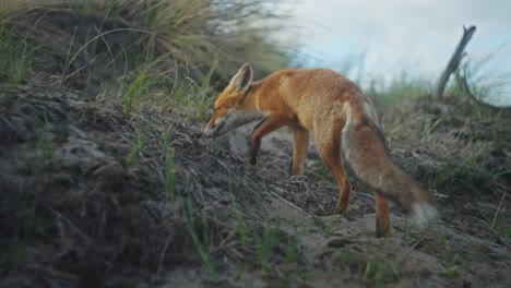 red fox walking up sand dune foraging along dutch coastline