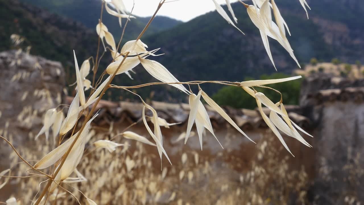 Wild oats (Avena fatua). Shows the organic detail and texture of this common weed in cultivated fields