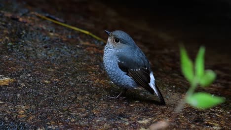 Dieser-Weibliche-Rotschwänzchen-Ist-Nicht-So-Farbenfroh-Wie-Das-Männchen,-Aber-Sicher-So-Flauschig-Wie-Ein-Knäuel-Eines-Niedlichen-Vogels