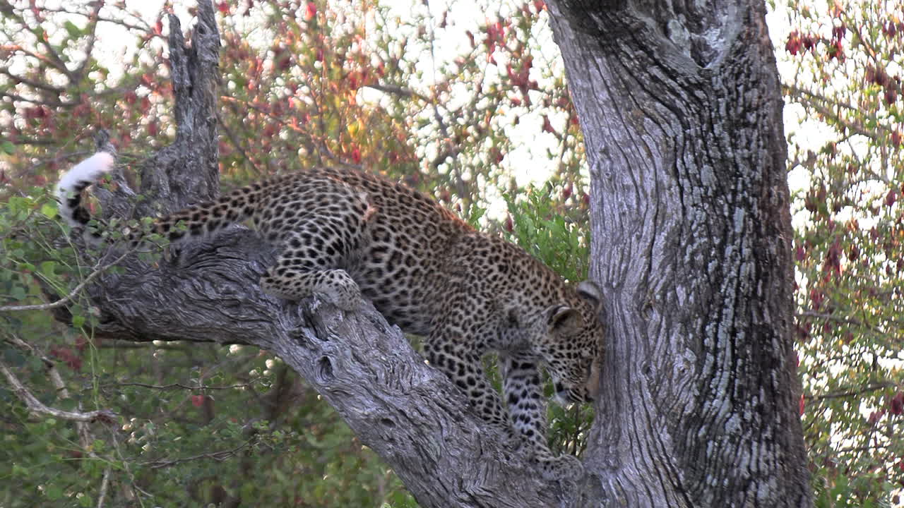 un joven leopardo en un árbol de madera en la sabana sudafricana