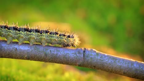 Small-tortoiseshell-(Aglais-urticae)-caterpillar.-The-urticaria-caterpillar-crawls-in-the-rays-of-the-setting-sun.