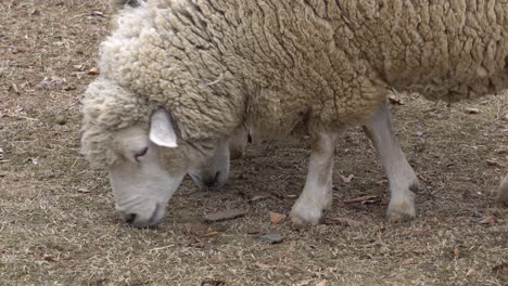 grupo de ovejas en busca de comida en el zoológico del parque de reserva