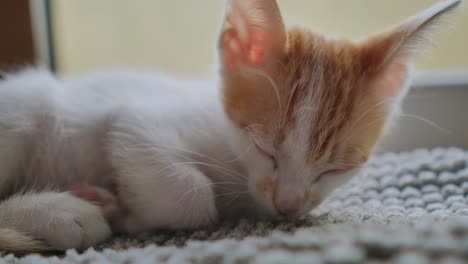 Lindo-Gato-Bebé-Soñoliento-Con-La-Cabeza-Roja-Descansando-Sobre-Una-Manta-En-Casa,-De-Cerca