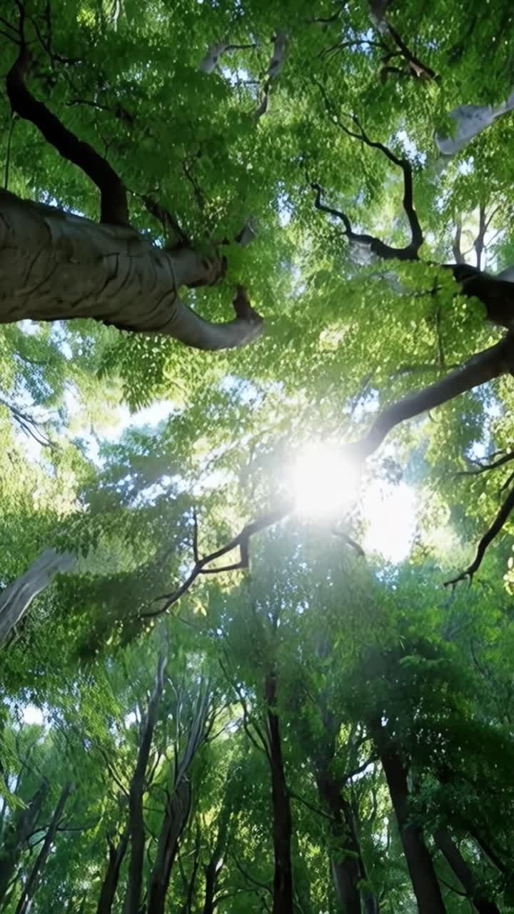 Maestosa luce solare che filtra attraverso la chioma di una lussureggiante foresta verde, illuminando la scena tranquilla con serenità e bellezza naturale.