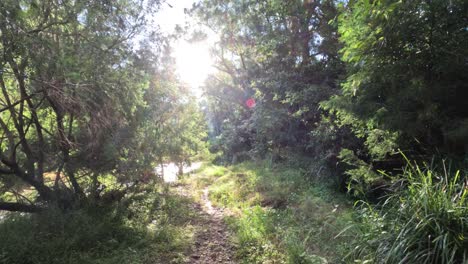 a serene walk through a sunlit forest path