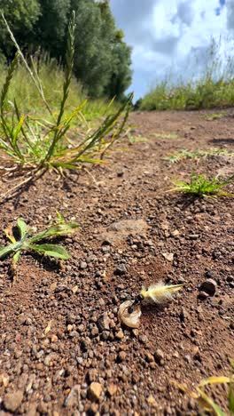 close-up of a dirt path with plants and insects