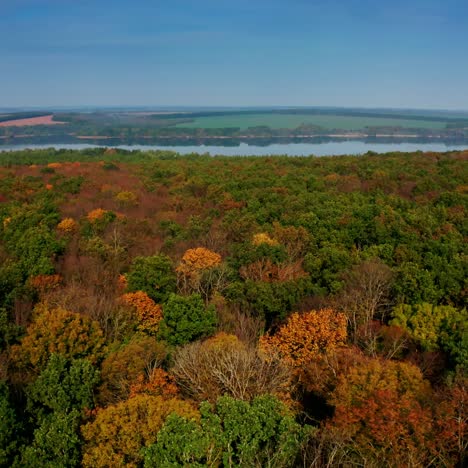 forest at fall on river background. flying over colorful trees in autumn season. amazing nature scenery. camera moves forward. aerial view.