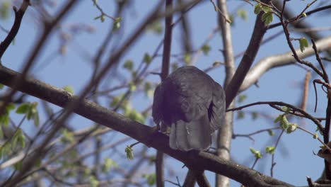 Mittlere-Aufnahme-Einer-Jungen-Amsel-Von-Hinten,-Die-Auf-Einem-Ast-Sitzt-Und-Ihr-Gewicht-Balanciert,-Sich-Rhythmisch-Im-Wind-Bewegt-Und-Sich-Umschaut