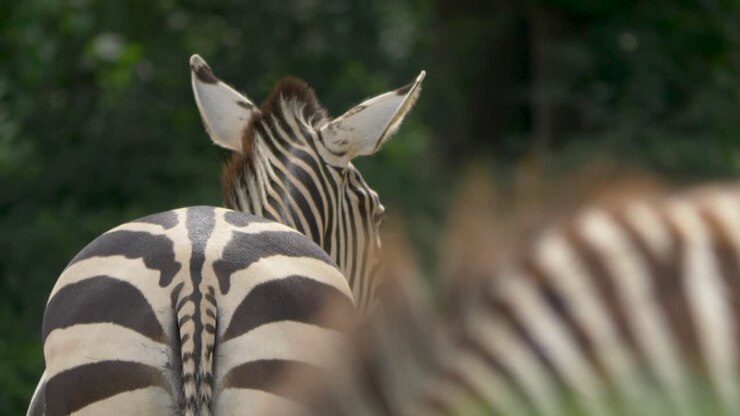 Zebra che si muove al rallentatore
