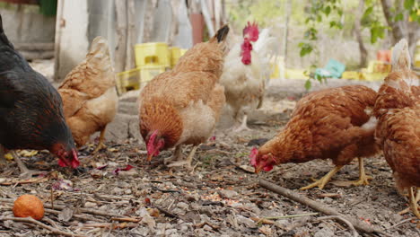 hens in a farm nature