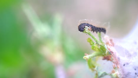 macro footage of tent caterpillar feeding on leaves