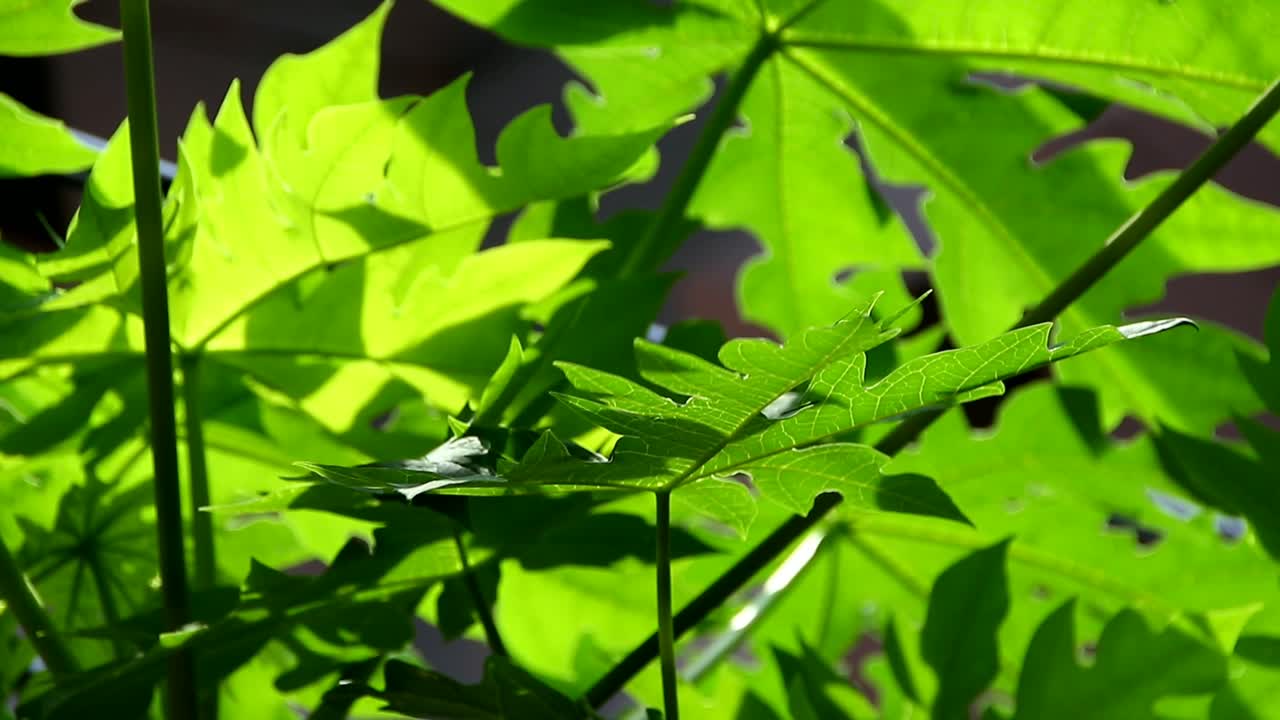 hojas de papaya al sol y sopladas por el viento