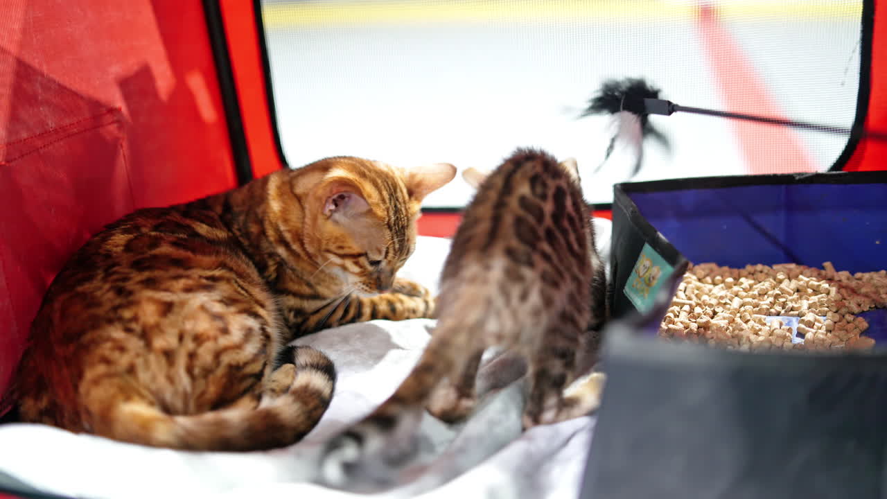 Bengal cat in a cage. Cat mother and kitten