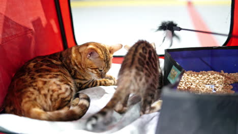 bengal cat in a cage. cat mother and kitten