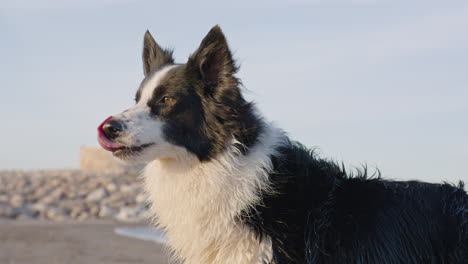 perro border collie de tiro medio lamiendo sus labios en la playa durante un día soleado