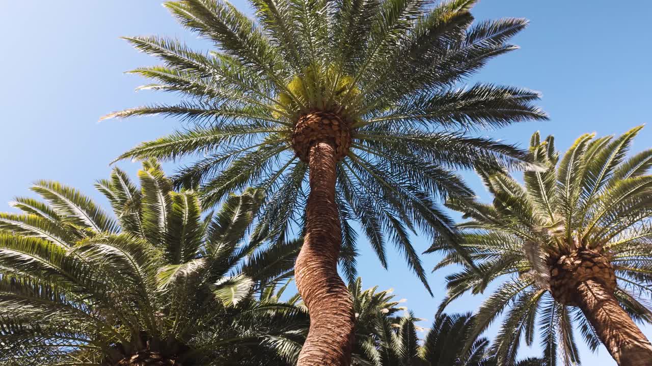 A peaceful walk through a vibrant Las Vegas street lined with tall palm trees, offering a tropical oasis in the heart of the desert.