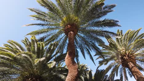a peaceful walk through a vibrant las vegas street lined with tall palm trees, offering a tropical oasis in the heart of the desert.
