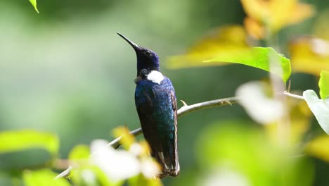 pájaro jacobino de cuello blanco en su hábitat natural en el bosque