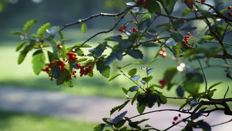 red berries rowan tree growing autumn park. ashberry hanging green branches.