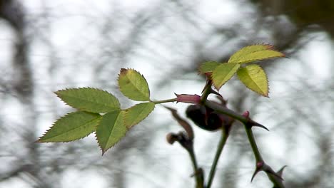 Neues-Wachstum-Auf-Einem-Heckenrosenstiel,-Der-In-Einer-Brise-In-Einer-Hecke-In-Der-Landschaft-Von-Leicestershire-Weht