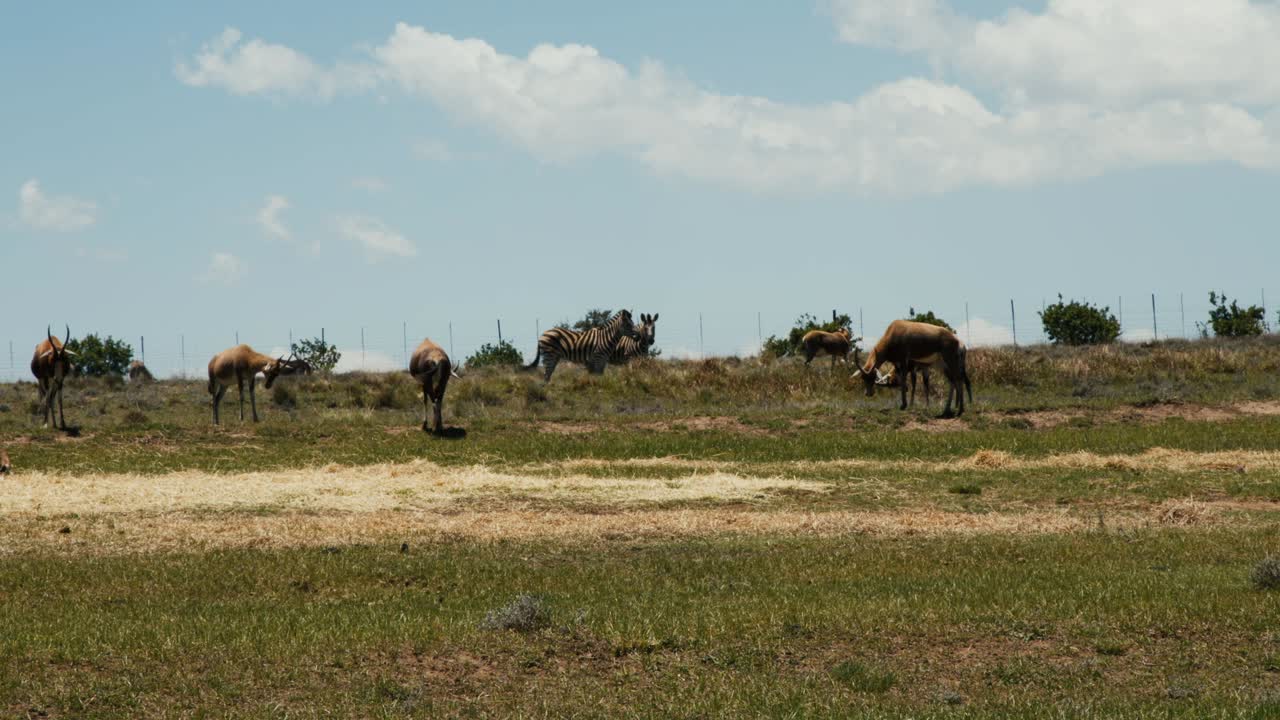 남아프리카 공화국 의 자연 보호 구역 에서 사 ⁇  과 안 ⁇ 로프 가 먹이 를 먹고 있다
